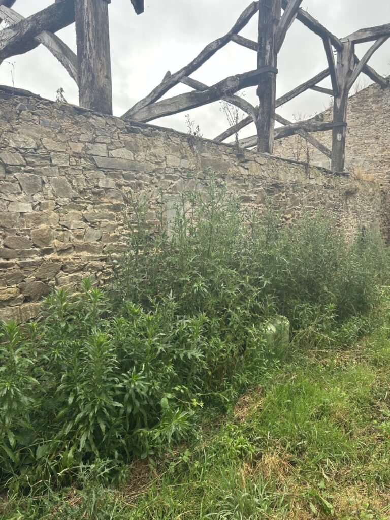 J’ai été naïf, très naïf…